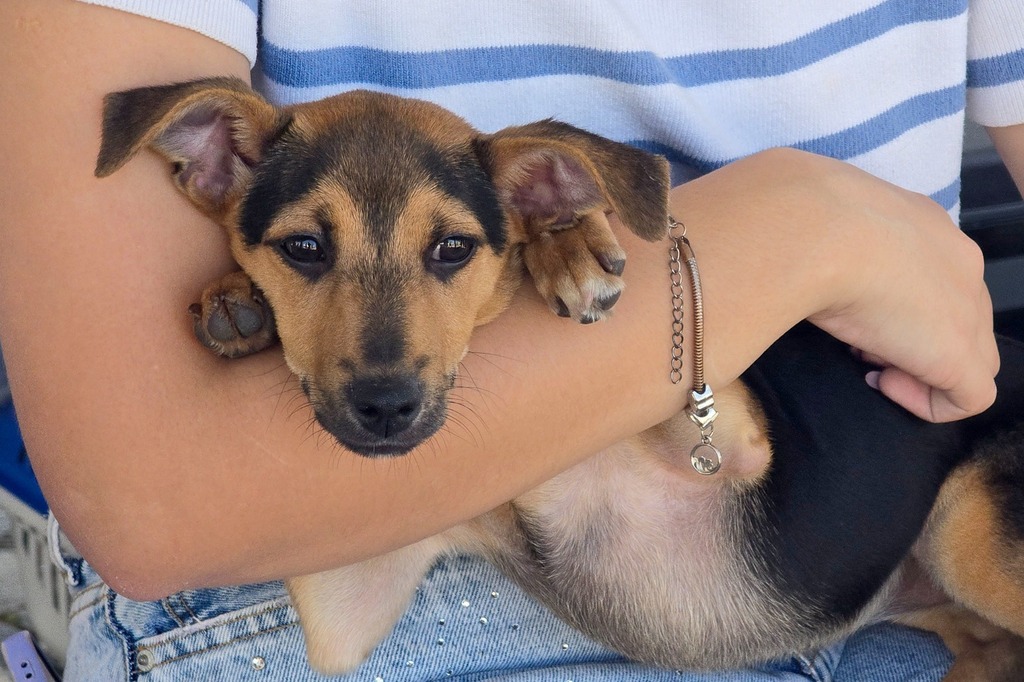 Feira de Adoção de Pets e Parada de Natal movimentam o Shopping Plaza Macaé neste fim de semana